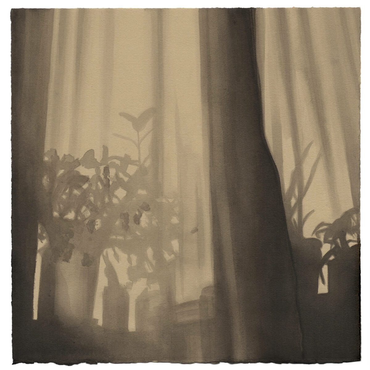 Indirect, black ink drawing on paper by Toronto artist Kale Vandenbroek based on the shadow of plants on a window sill against a curtain in the early morning