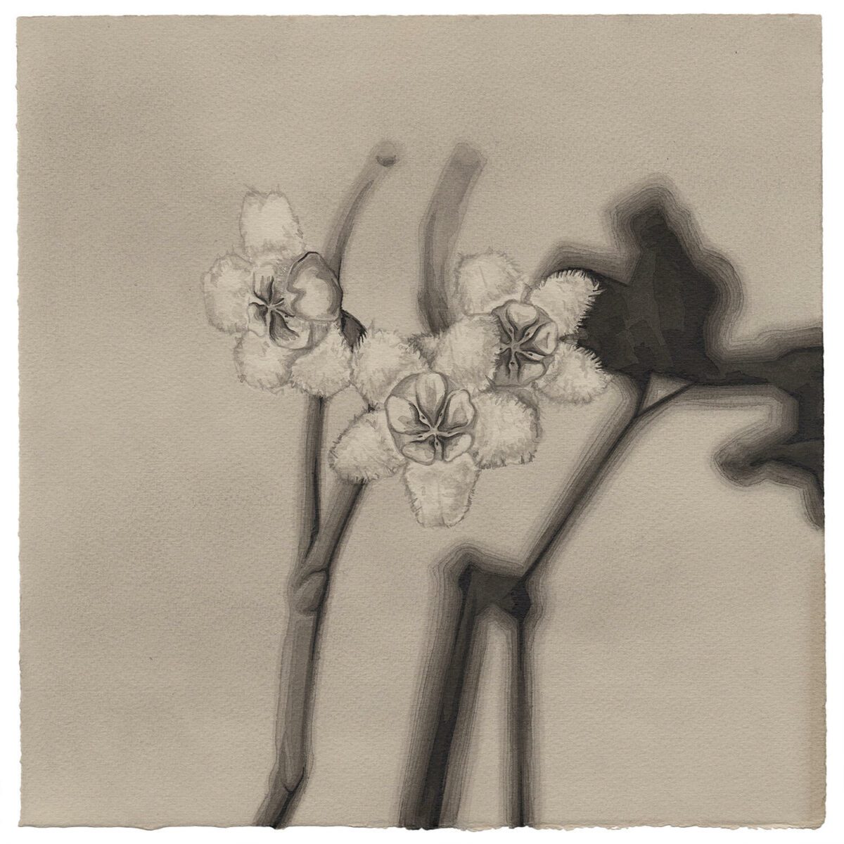 Rotundiflora, black ink drawing on paper by Toronto artist Kale Vandenbroek based on the Hoya Rotundiflora and its shadow